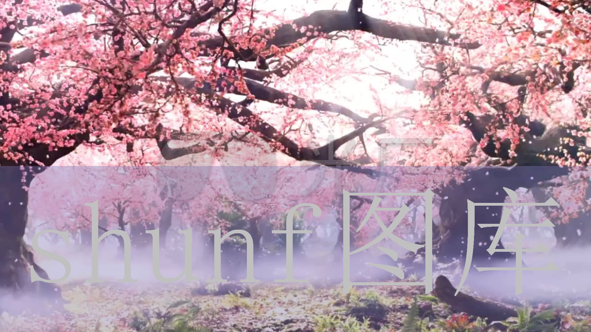 桂花大米多少钱一包?