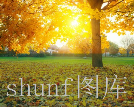 草莓冰棒多少钱一包图片?