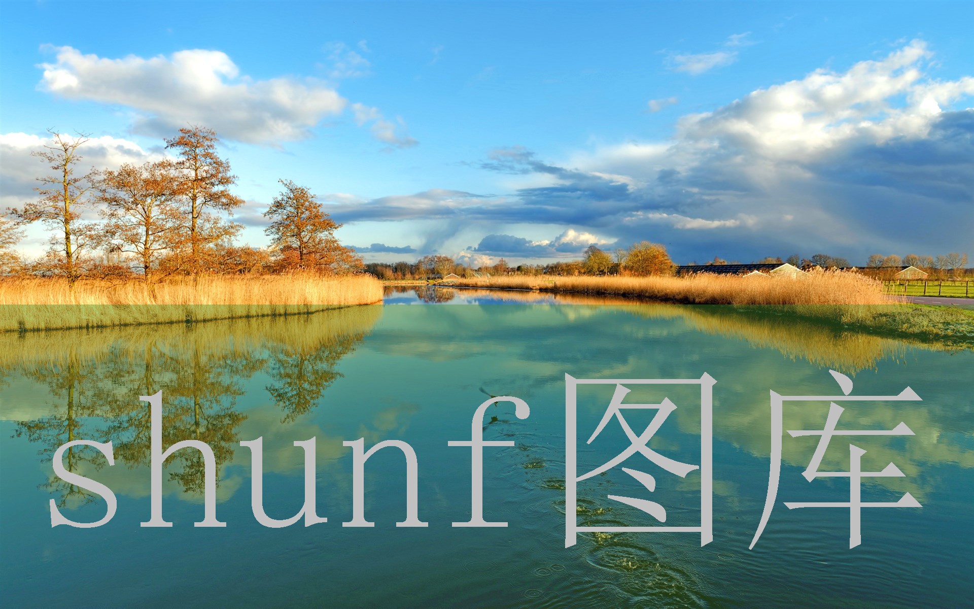 李丽珍在线观看